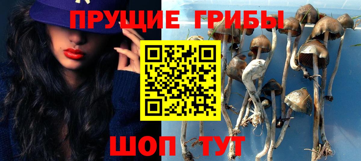 Галлюциногенные грибы Cubensis Братск